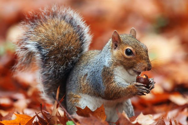 Squirrels can cause problems for your roof.