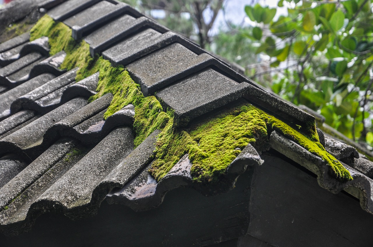 Moss on roof.